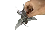 El modelo Adult Metal Puzzle del insecto de Diy 3D mancha el material de acero